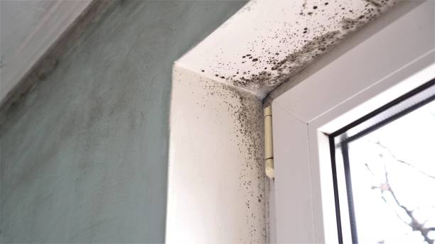 Best Mold Remediation  in Elroy, NC