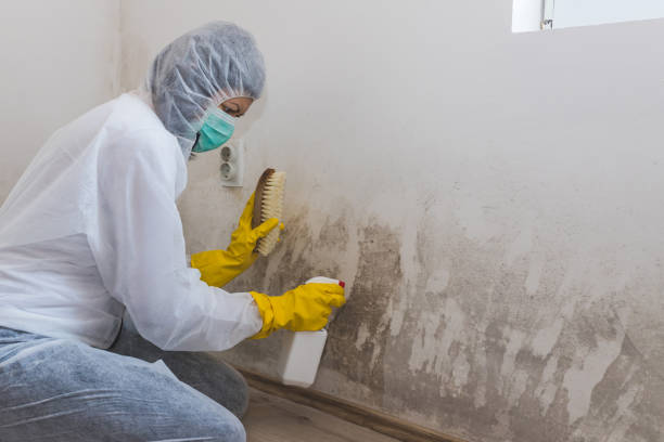 Best Mold Damage Repair  in Elroy, NC