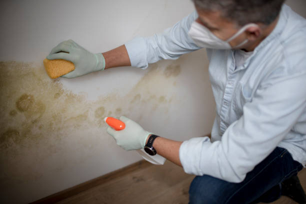 Best Same-Day Mold Removal  in Elroy, NC