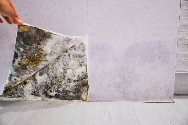 Best Professional Mold Removal  in Elroy, NC